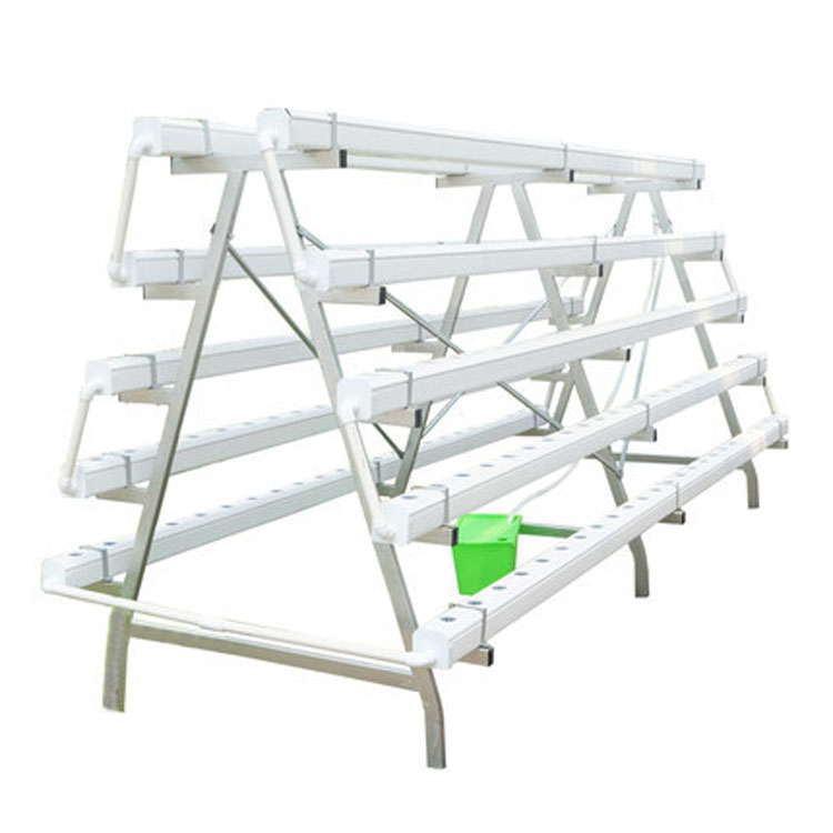 Complete Hydroponic Leafy Greens Cultivation System Solution for ANGD Hydroponics