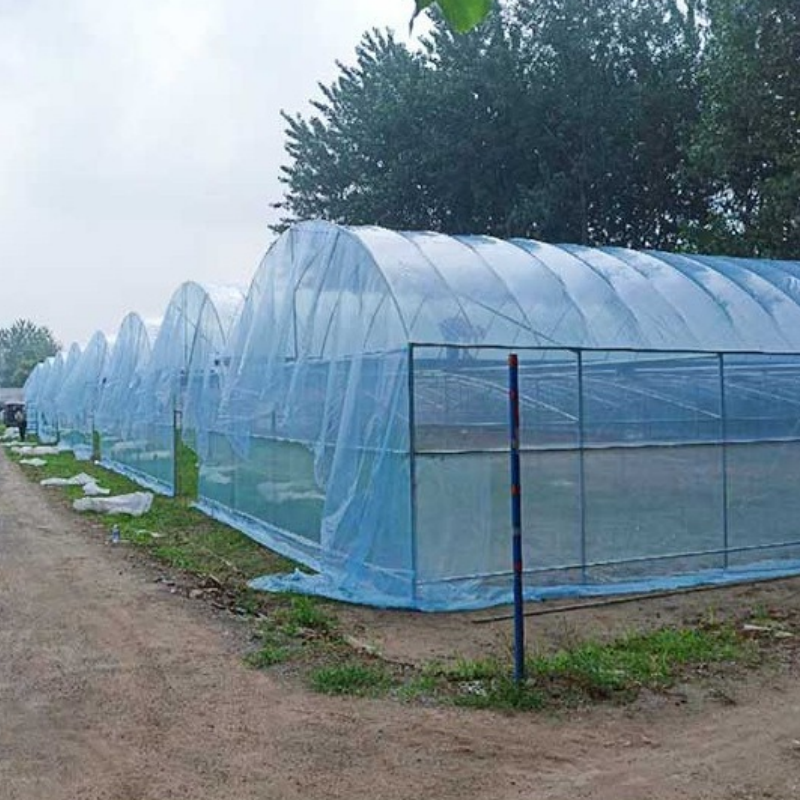 Large PE Double Layer Solar Tunnel Greenhouse with Humidity Removing